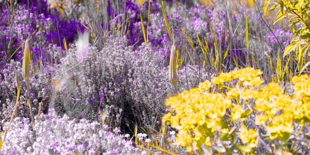 Plantes aromatiques