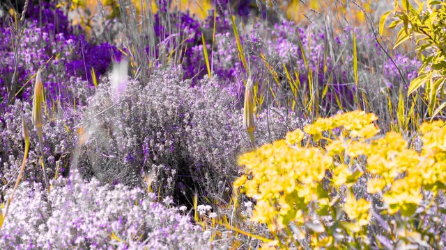 Aromatic plants