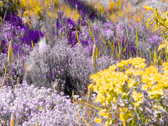 Aromatische planten