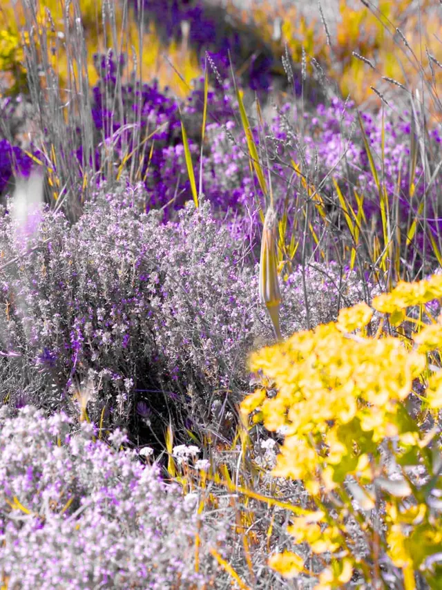 Plantes aromatiques