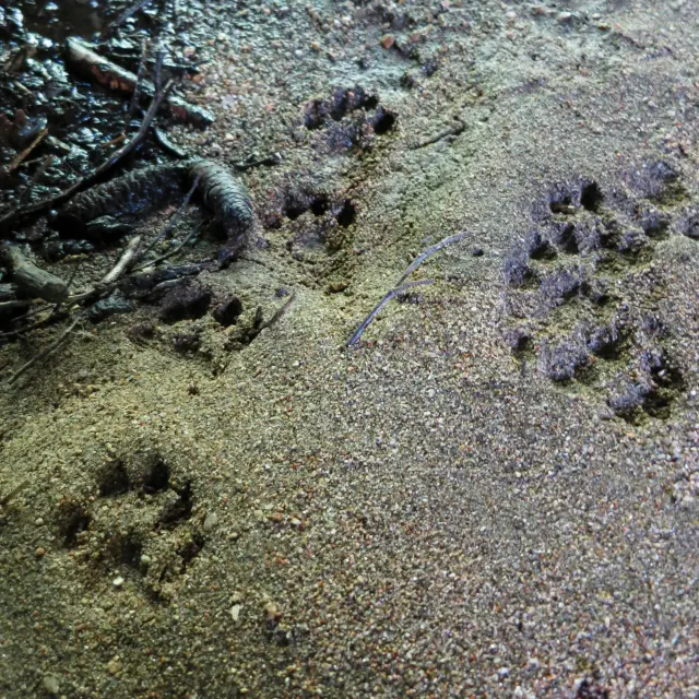 Traces de loutre