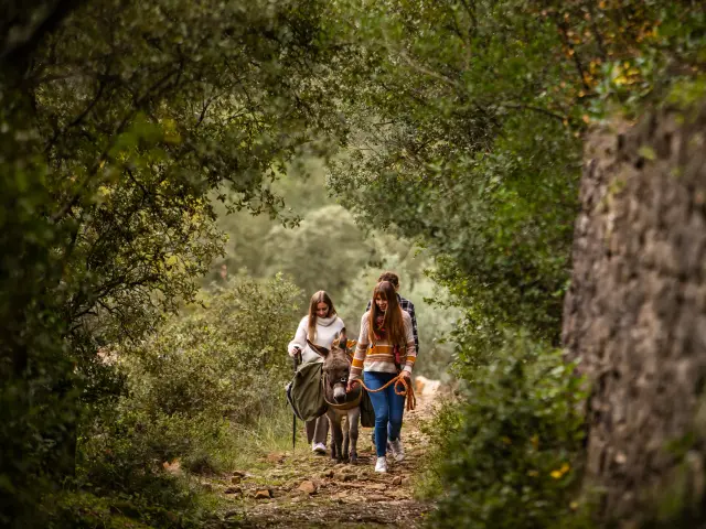 Stroll With Donkey