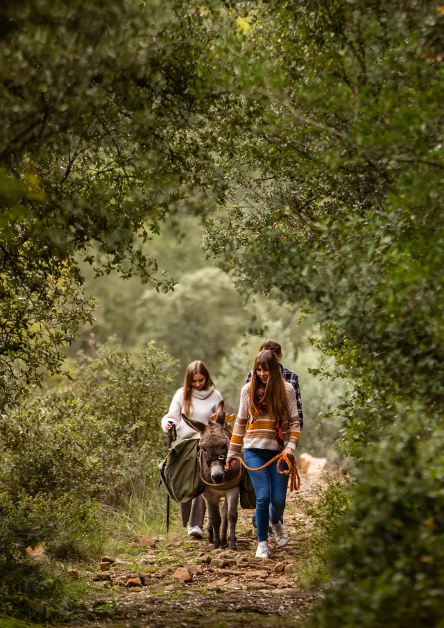Stroll With Donkey