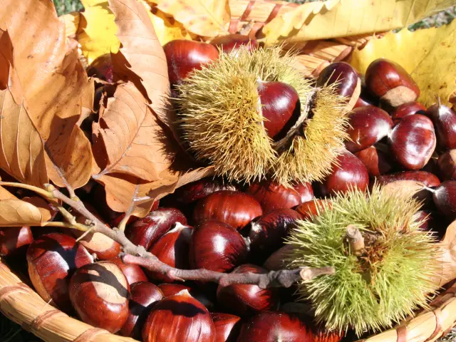 Panier de châtaignes