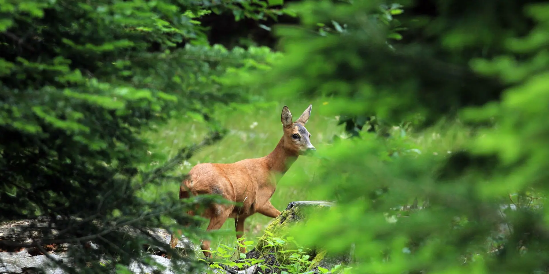 Biche © Régis DESCAMPS - Parc national des Cévennes