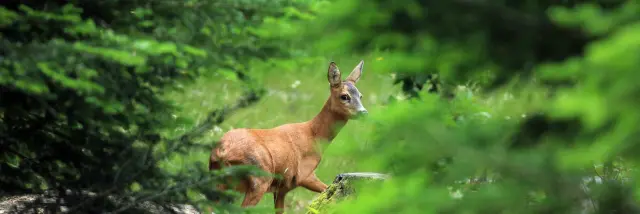 Biche © Régis DESCAMPS - Parc national des Cévennes