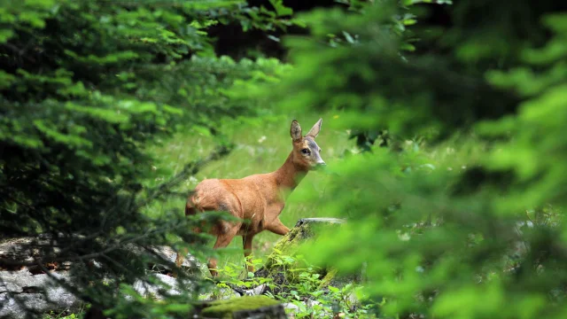 Biche © Régis DESCAMPS - Parc national des Cévennes