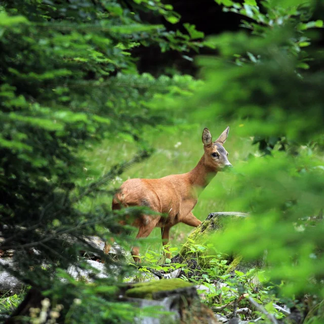 Biche © Régis DESCAMPS - Parc national des Cévennes