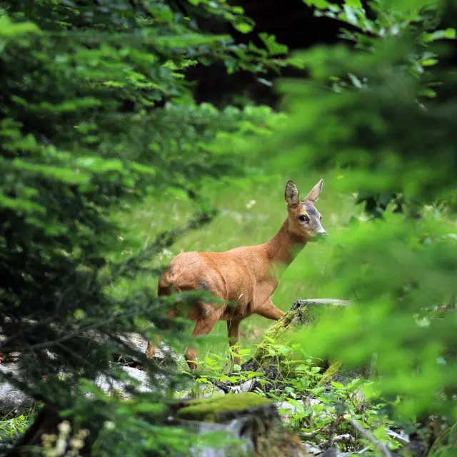 Hind © Régis DESCAMPS - Nationaal Park van de Cevennen