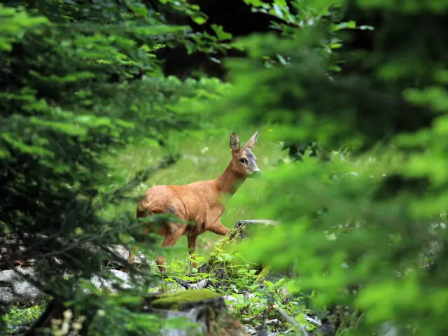 Doe © Régis DESCAMPS - Cévennes National Park