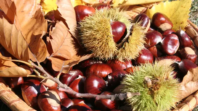 Panier de châtaignes