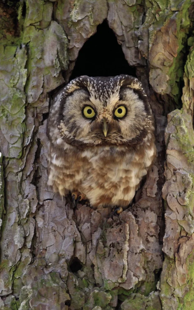 La chouette de Tengmalm ©DESCAMPS Régis - PNC
