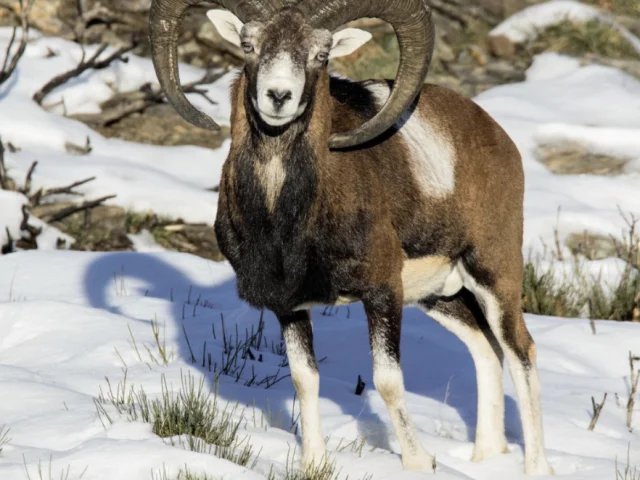 Le mouflon © KARCZEWSKI Gaël - PNC