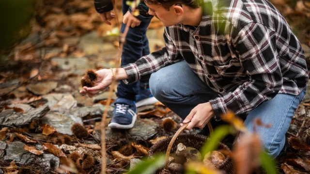 Champignons en kastanjes plukken