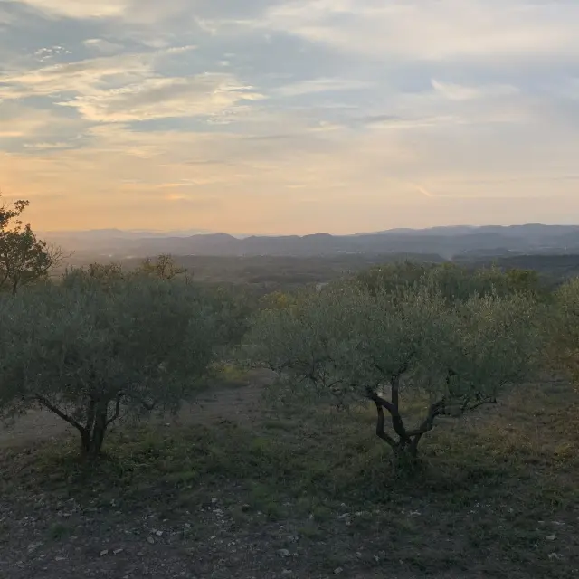 Coucher De Soleil Oliveraie Vezenobres