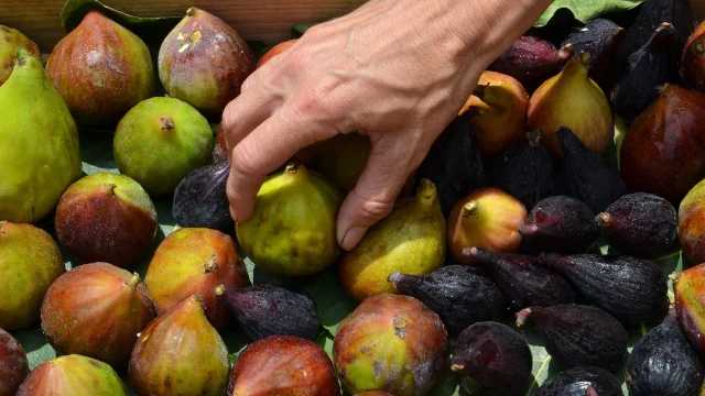 Figues