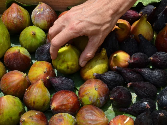 Figues