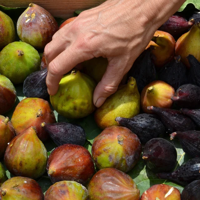 Figues