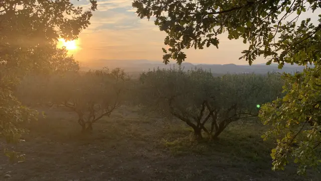 Coucher de soleil Vigne et Garrigue