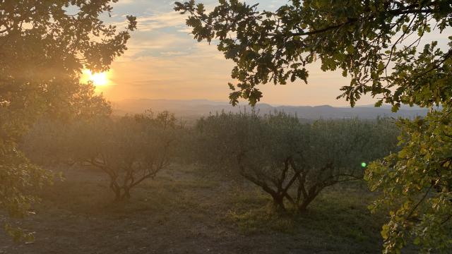 Sunset Vine and Garrigue