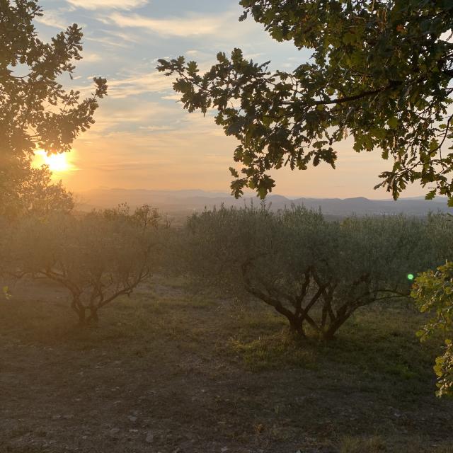 Sunset Vine and Garrigue