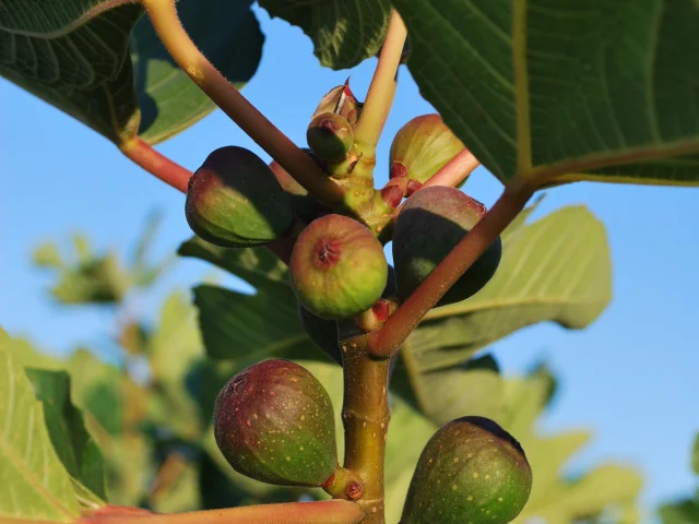 Fig tree