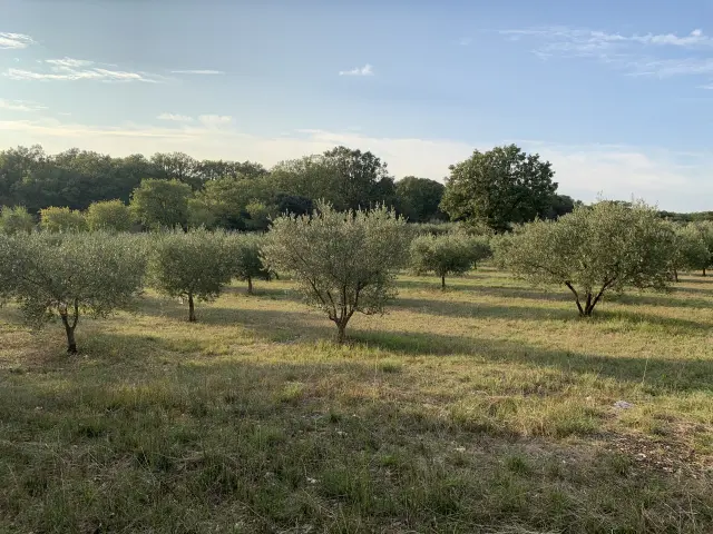 Oliveraie
