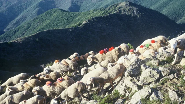 Transhumance after Asclier Pass 01.jpg © Alain Gas