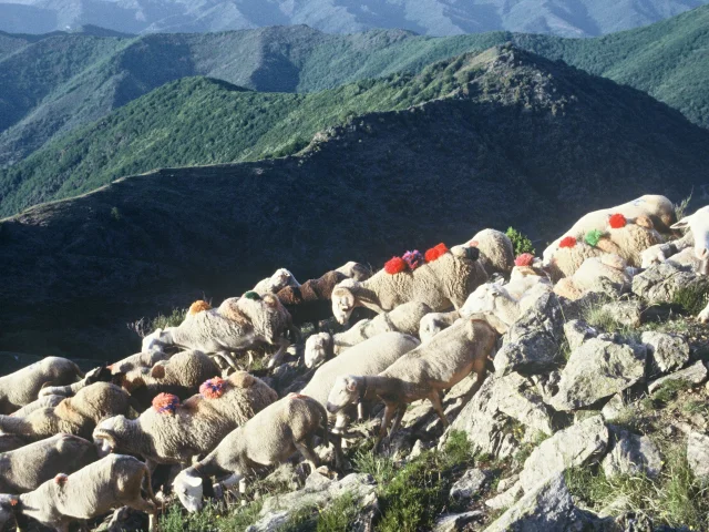 Transhumance Après Col Asclier 01.jpg © Alain Gas