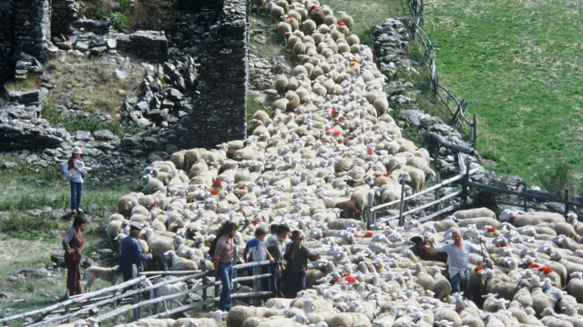 Transhumance at Bonpérier 02.jpg © Alain Gas