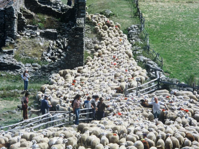 Transhumance à Bonpérier 02.jpg © Alain Gas
