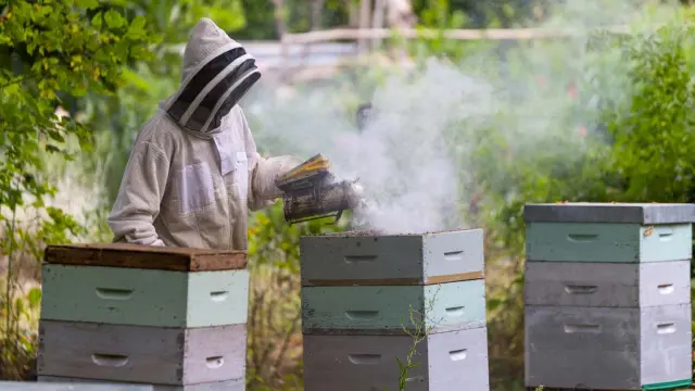 Actu Environnement Apicite Une 1536x1025 (1)