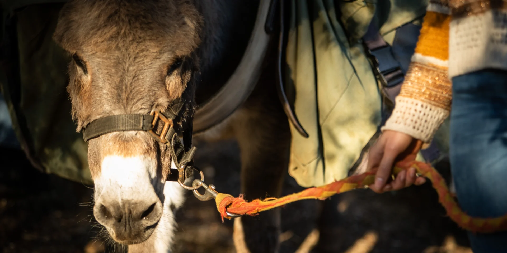 Stroll With Donkey Luziers November 2022