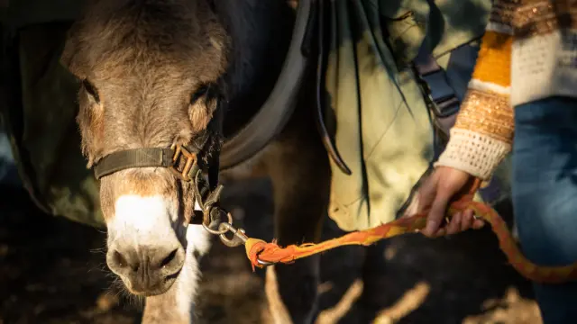 Stroll With Donkey Luziers November 2022