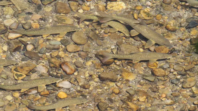 Poisson©descamps.regis Pnc