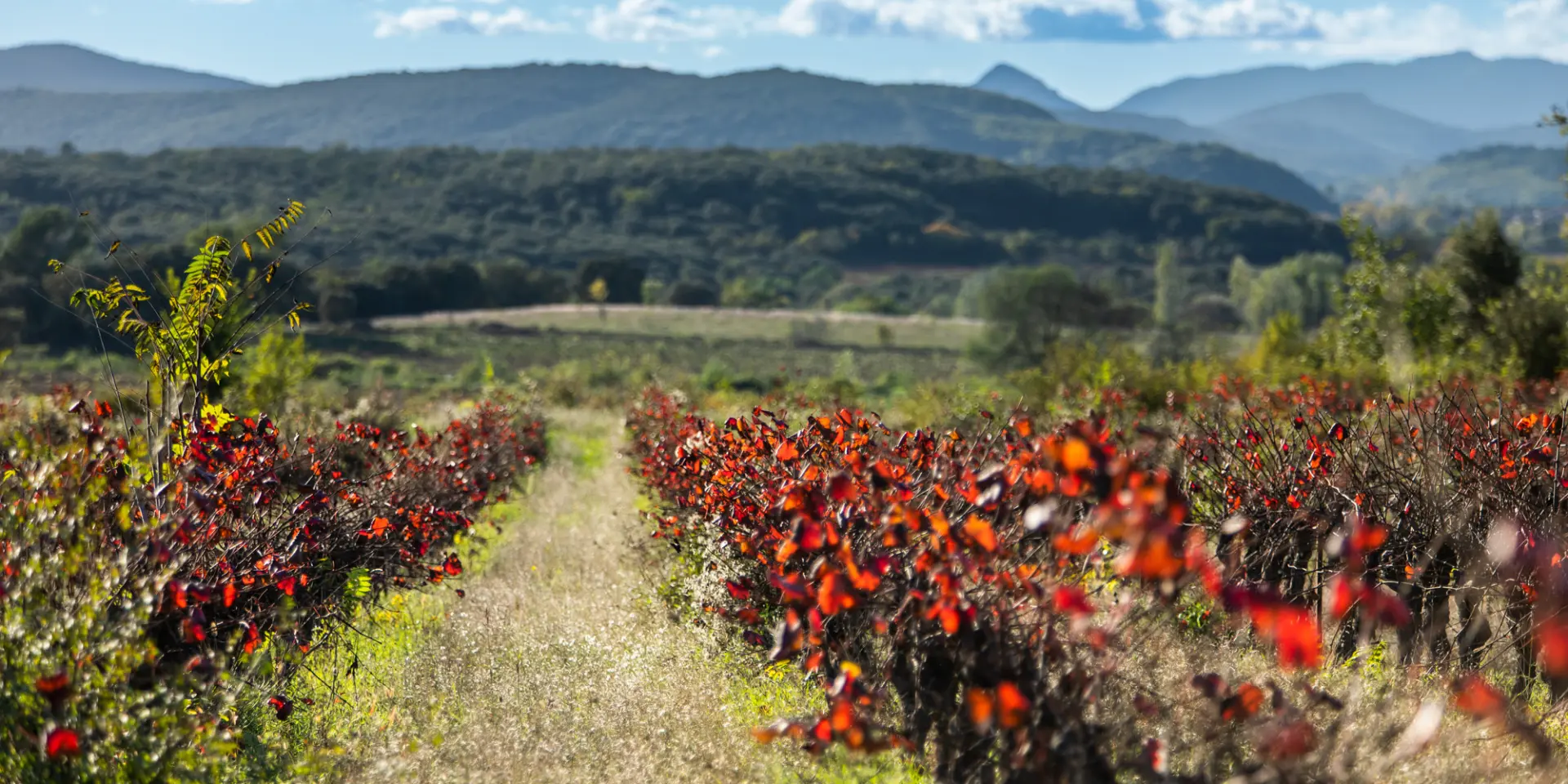 Vignes Novembre 2022 Bd Olivier Octobre 2