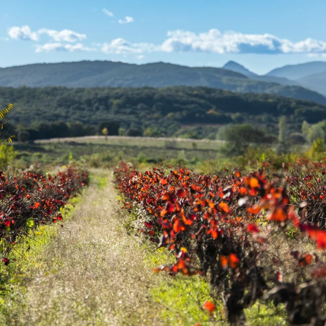 Vignes Novembre 2022 Bd Olivier Octobre 2