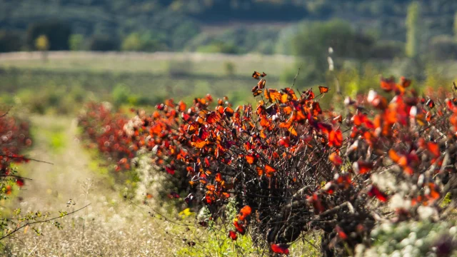 Vignes Novembre 2022 Bd Olivier Octobre