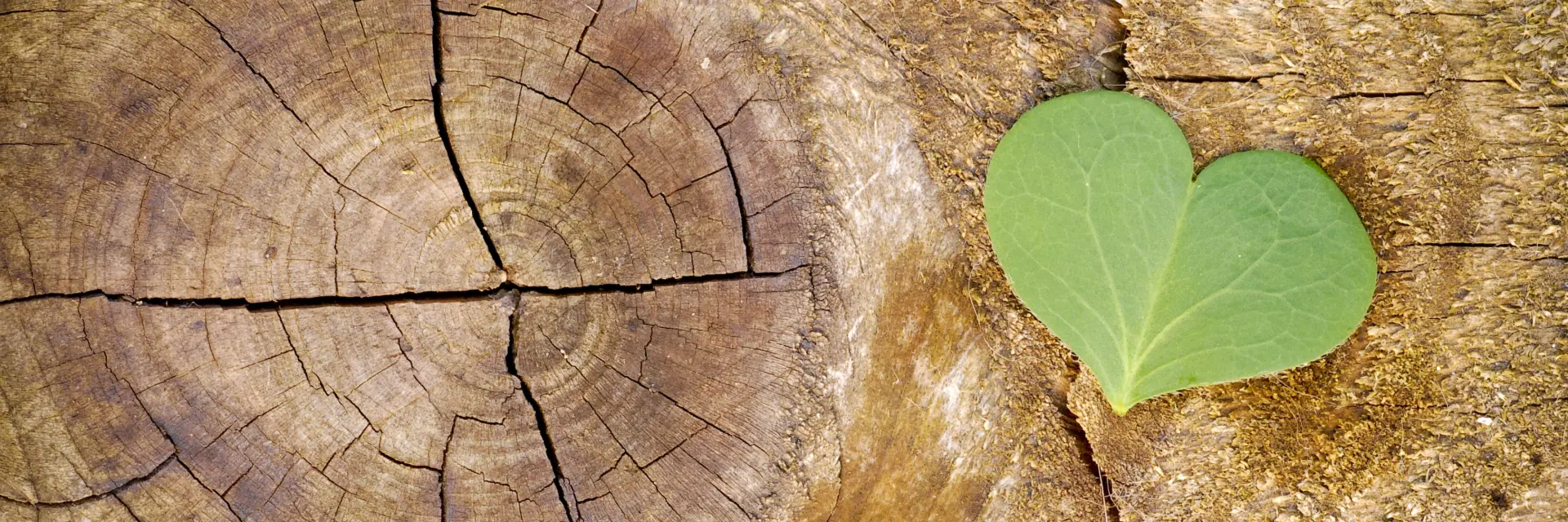 écologie et développement durable