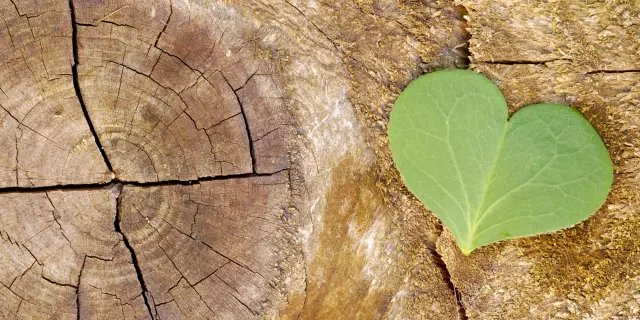 écologie et développement durable