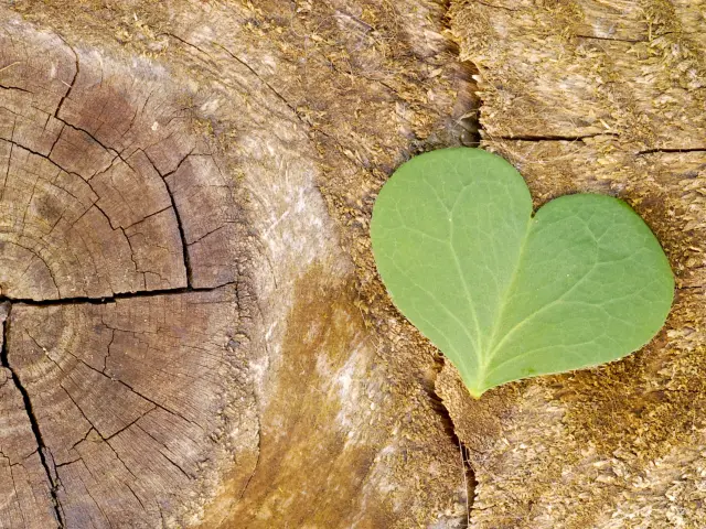 ecologie en duurzame ontwikkeling