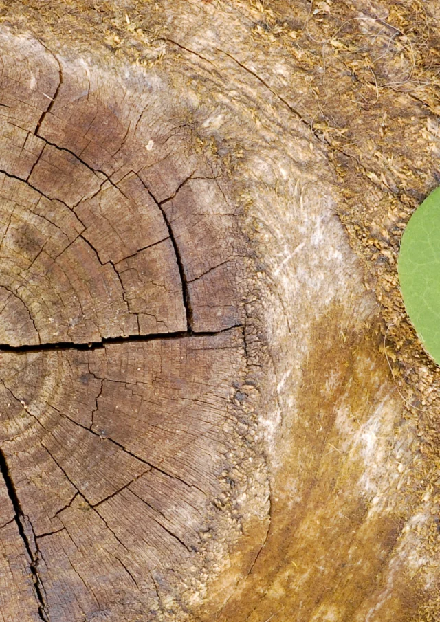 écologie et développement durable