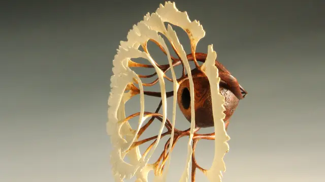 Octopus Seed