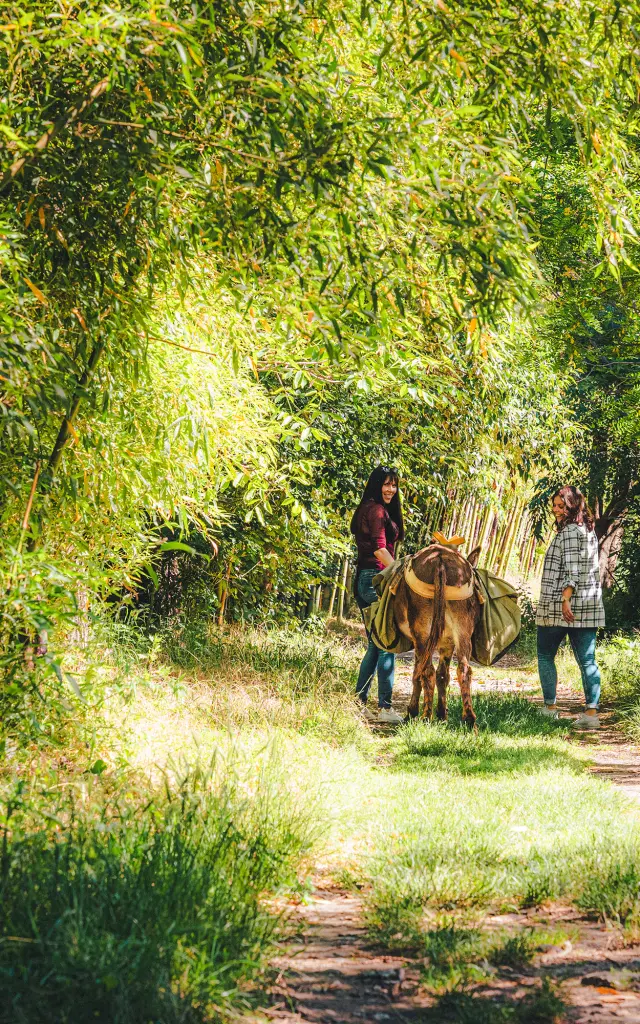 Deux personnes qui balades avec un âne sous une allée ombragé de bambous