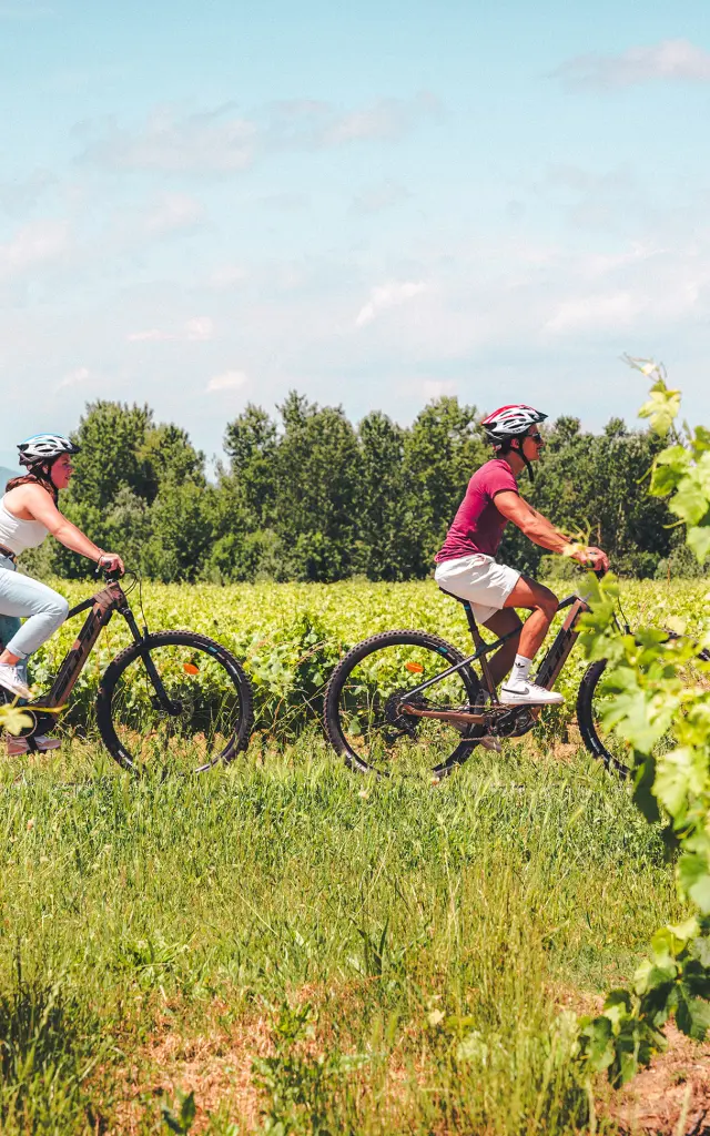 Balade à vélo dans les vignes