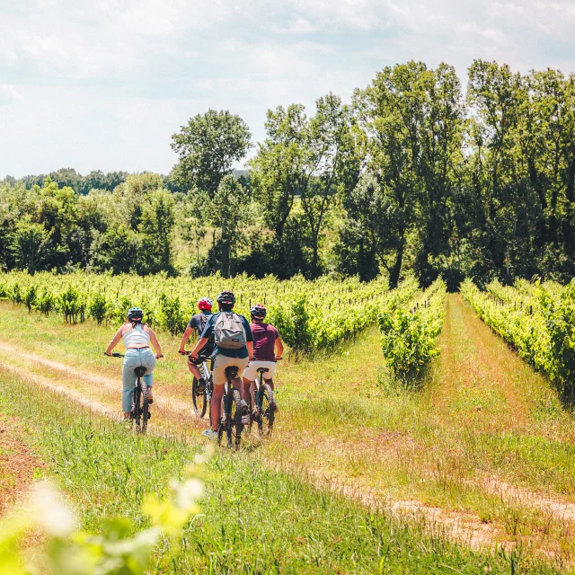 Sortie accompagnée vélo dans les vignes