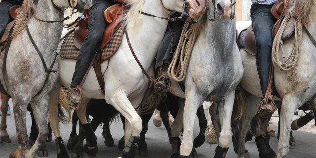 equitation camargue