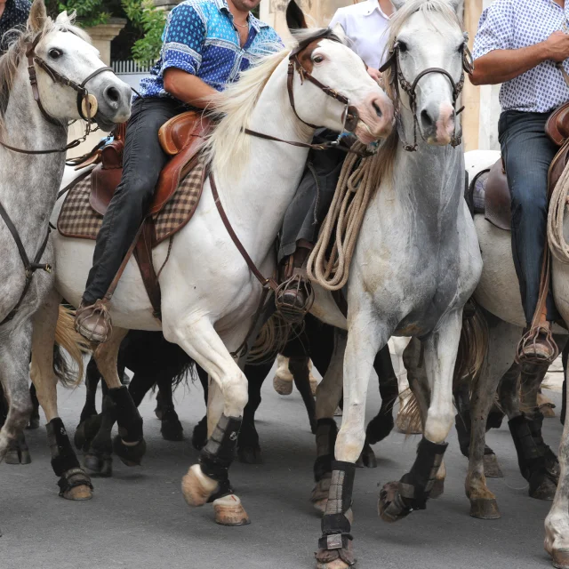 equitation camargue