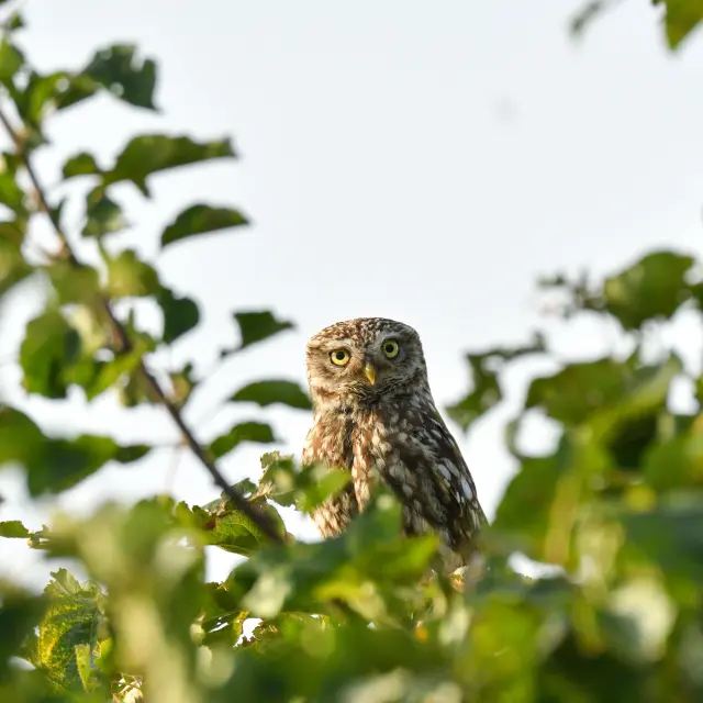 Chouette dans les arbres