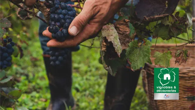 Vignobles et découvertes